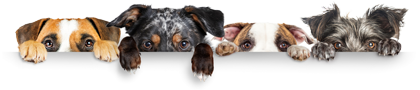 The Fox Inn at Ousden is a dog friendly pub